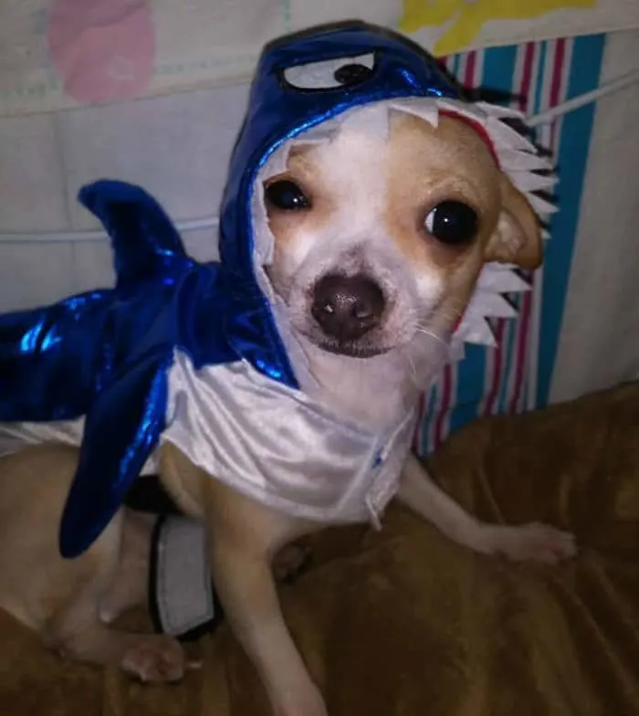 chihuahua in shark costume