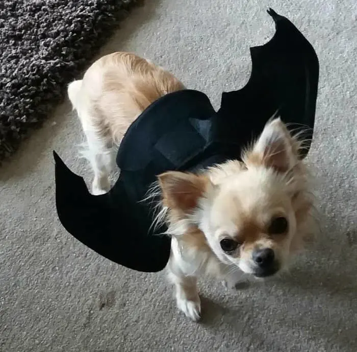 chihuahua dressed in bat costume