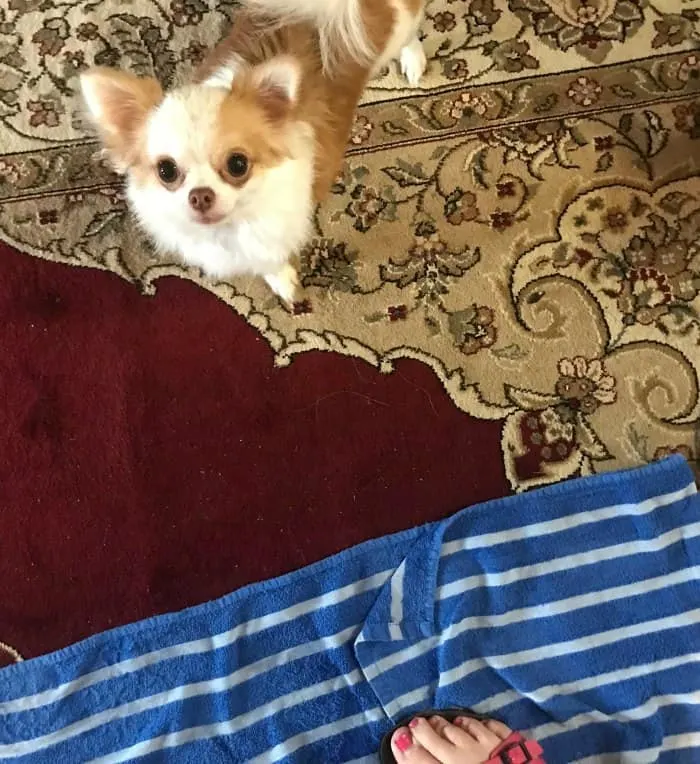 Lucy supervising me while I was walking on the towel