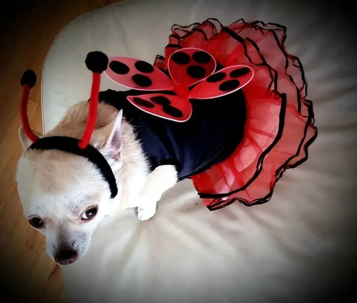 chihuahua in ladybug costume