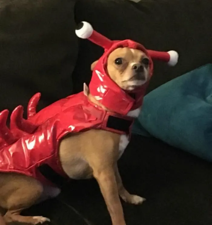 chihuahua in lobster costume