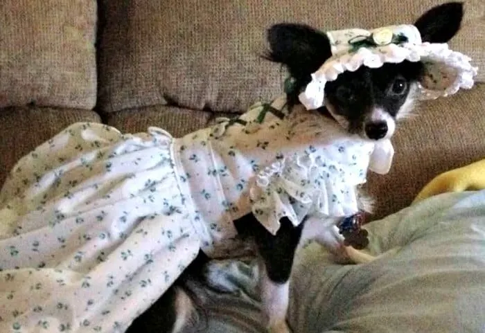 chihuahua wearing Scarlett O'Hara costume