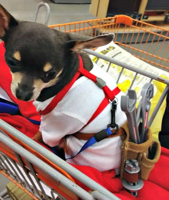 chihuahua in handyman costume