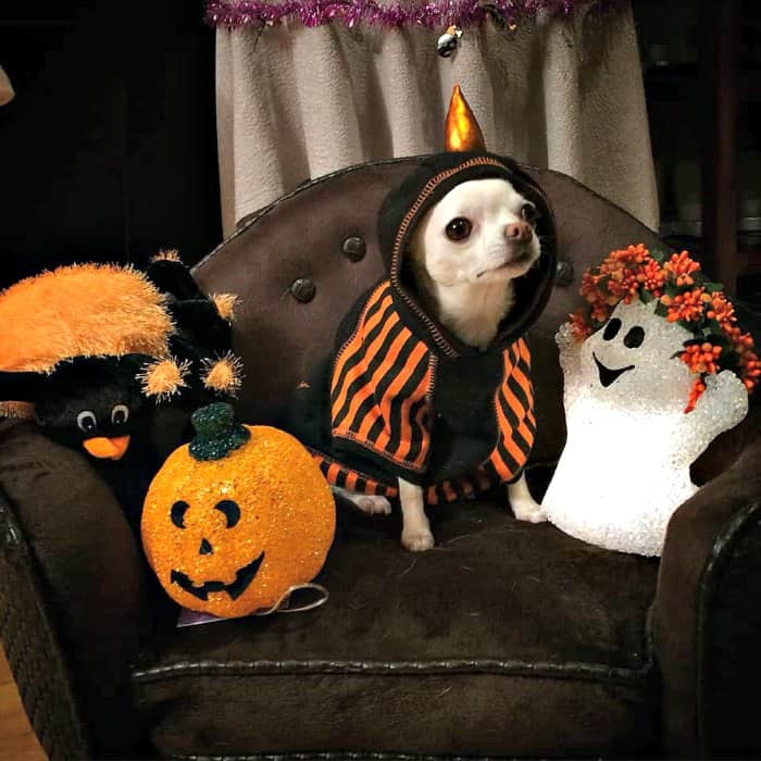 chihuahua in Halloween costume