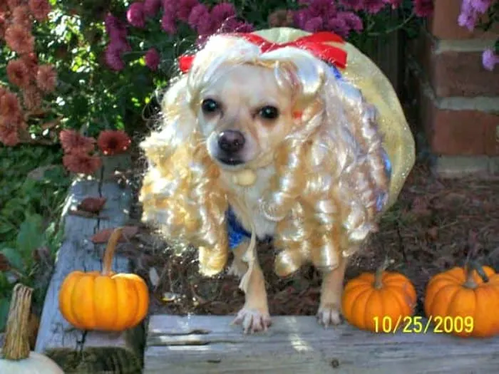 chihuahua in Snow White costume