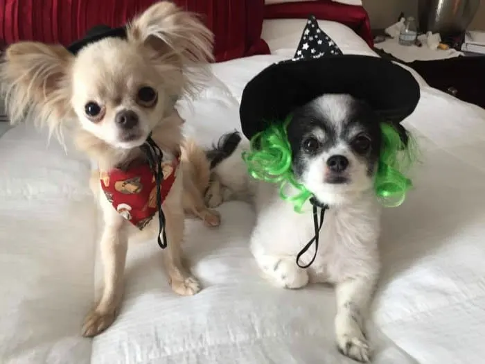 2 chihuahuas in Halloween costumes