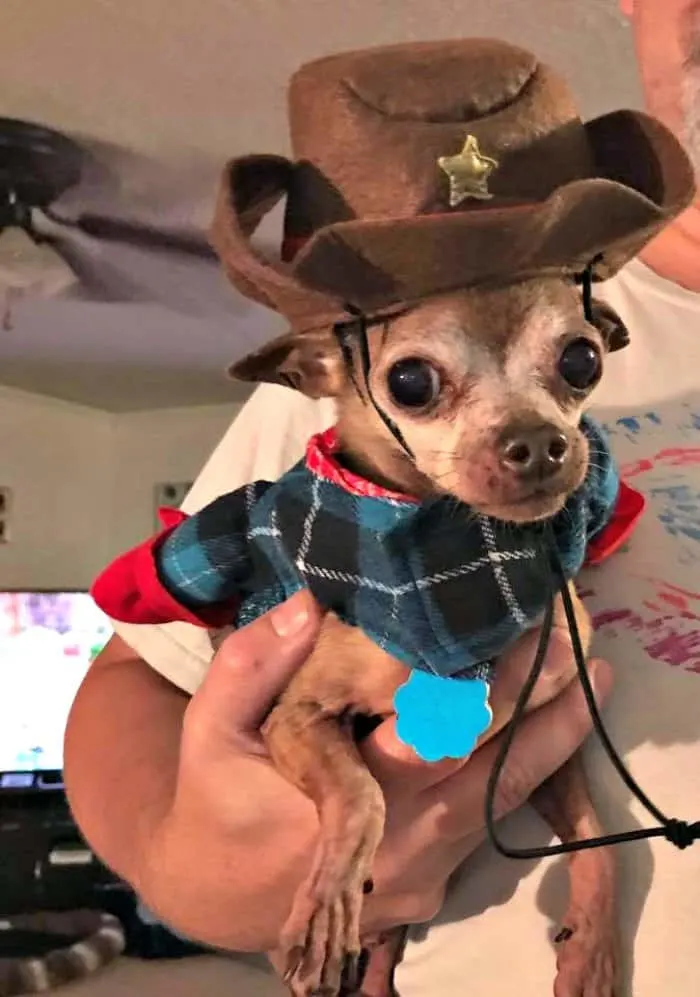 chihuahua in cowboy costume