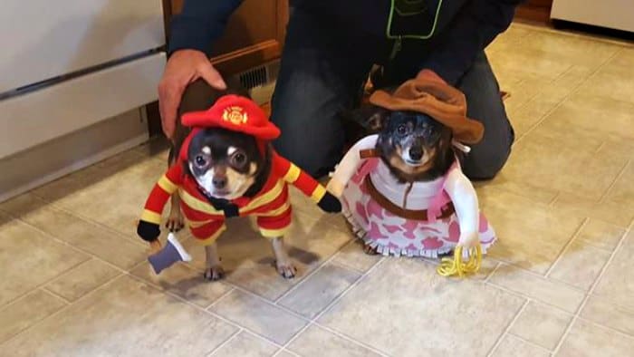 2 chihuahuas in Halloween costumes