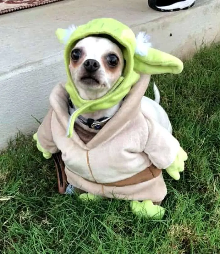 chihuahua dressed as Yoda.