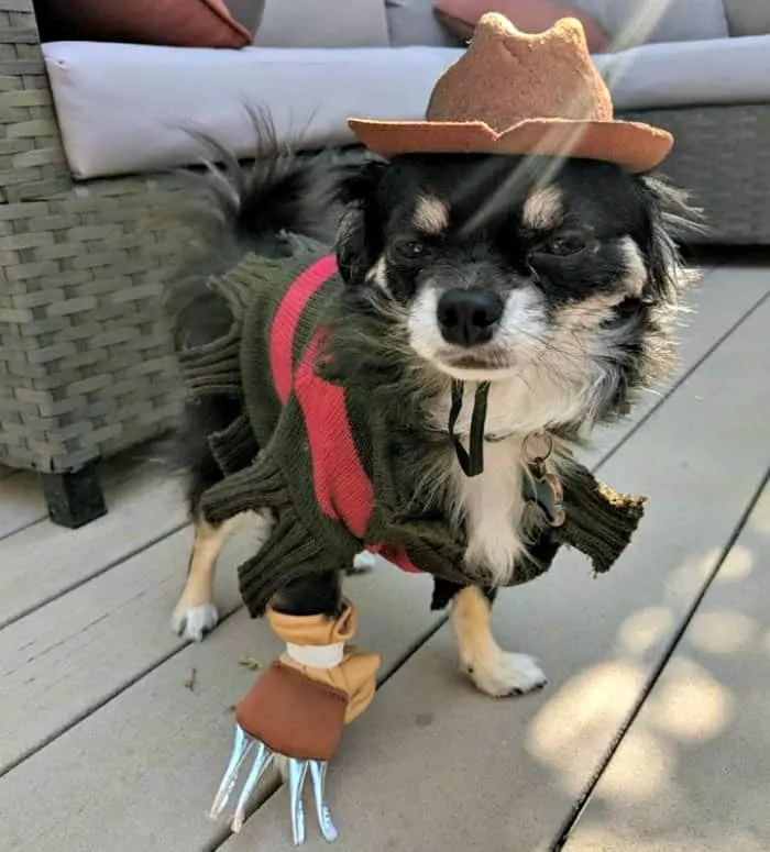 chihuahua dressed as Freddy Kruger