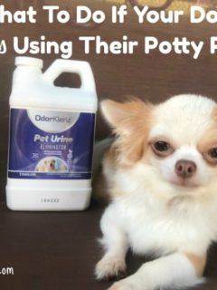 What To Do If Your Dog Stops Using Their Potty Pad