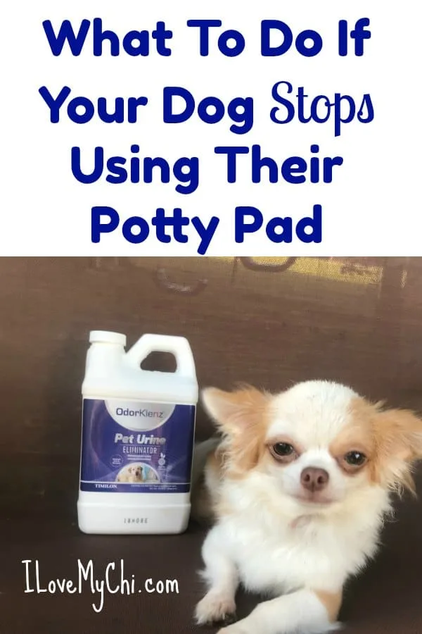 My dog stopped shop using pee pads