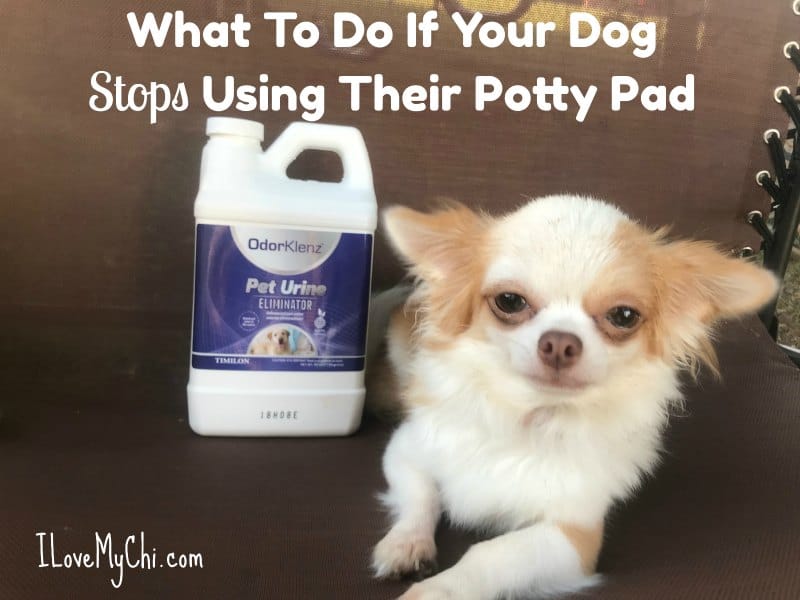 What To Do If Your Dog Stops Using Their Potty Pad