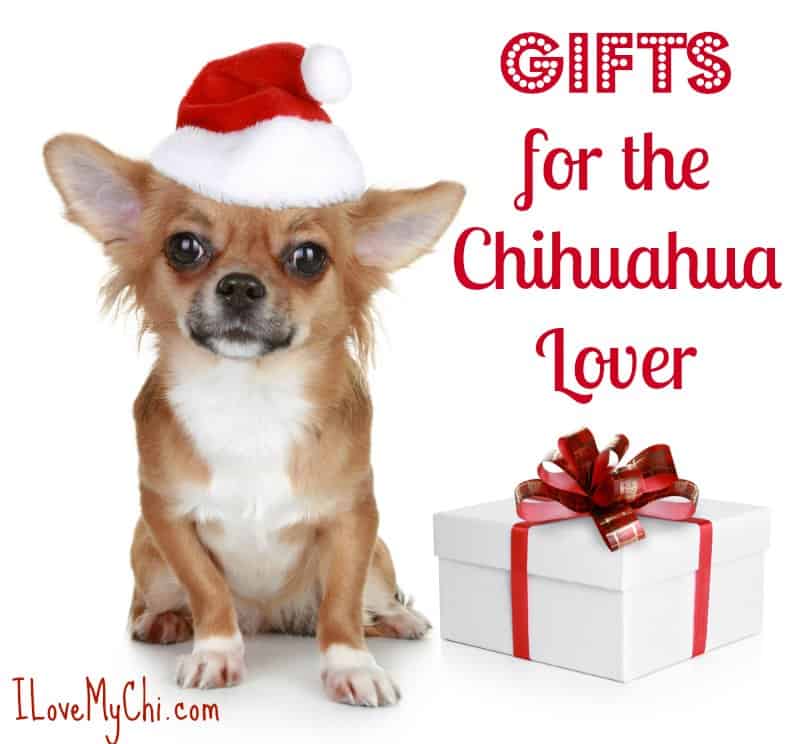chihuahua wearing Santa hat sitting by a wrapped gift