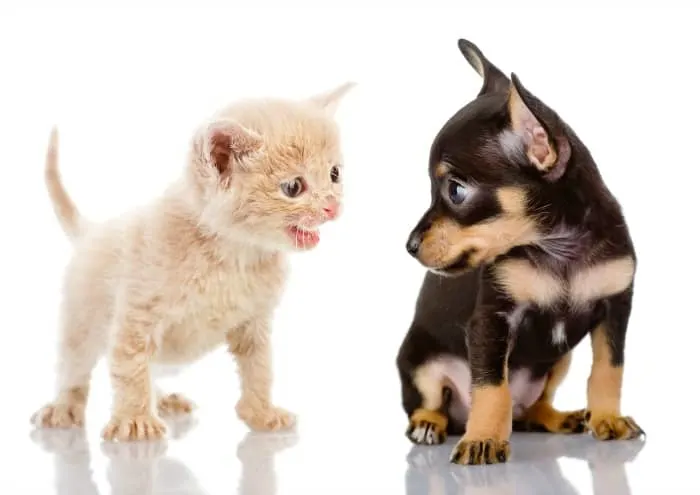 kitten with chihuahua puppy 