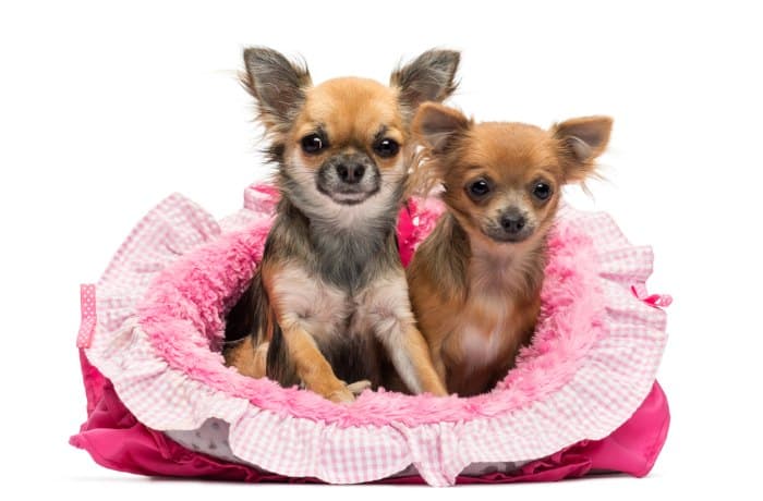 2 chihuahuas in a pink dog bed