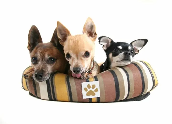 3 chihuahuas in striped dog bed 