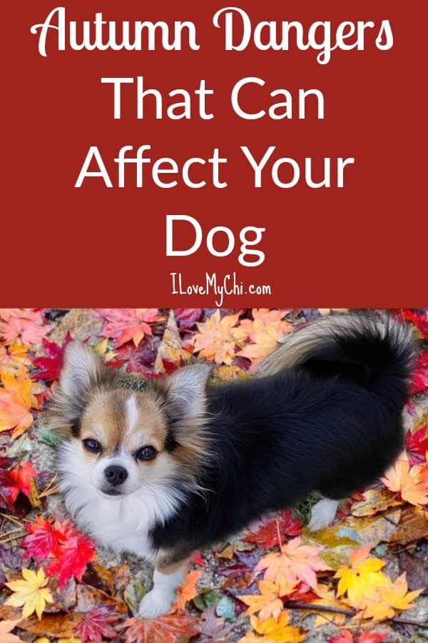 Autumn Dangers That Can Affect Your Dog