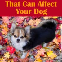 tri-color long hair chihuahua in Autumn leaves