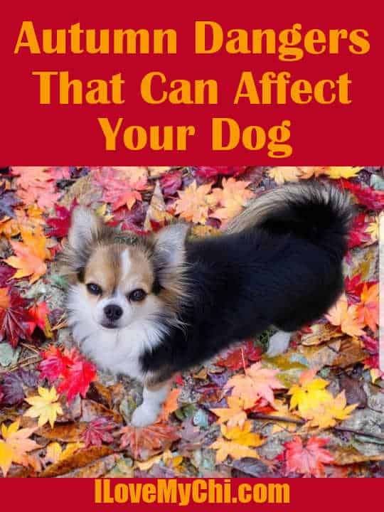 Tri-color long hair chihuahua in Autumn leaves.