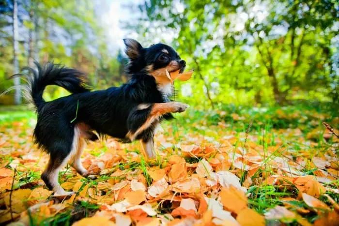 chihuahua playing Autumn leaves