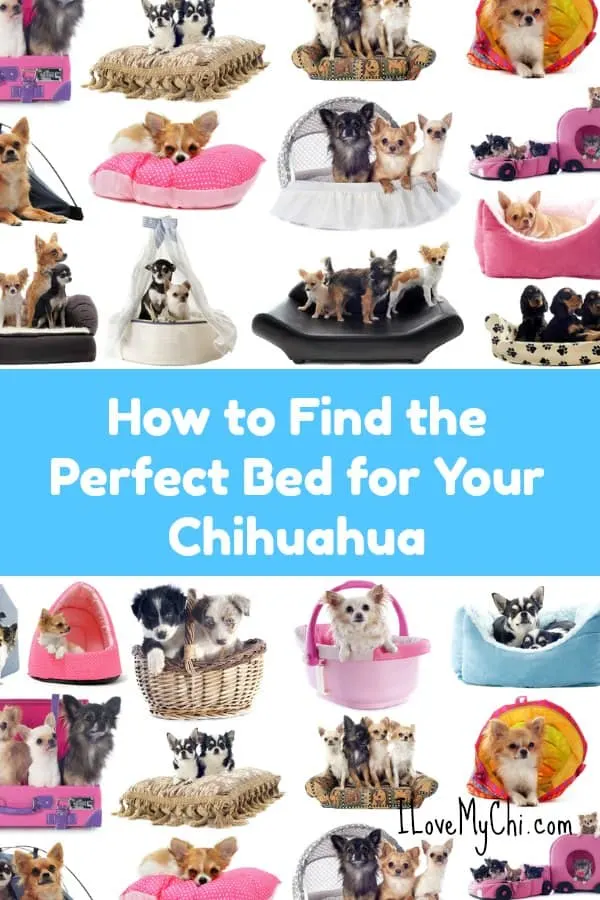 Best bed 2025 for chihuahua