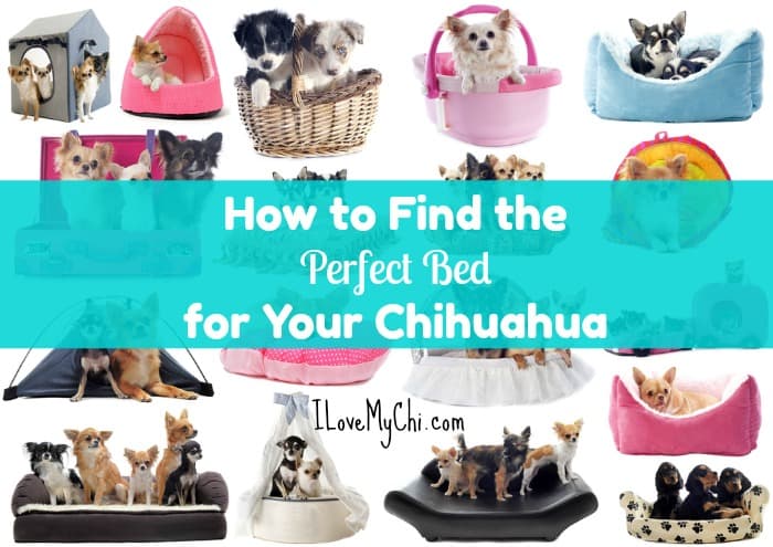 collage of chihuahuas in dog beds