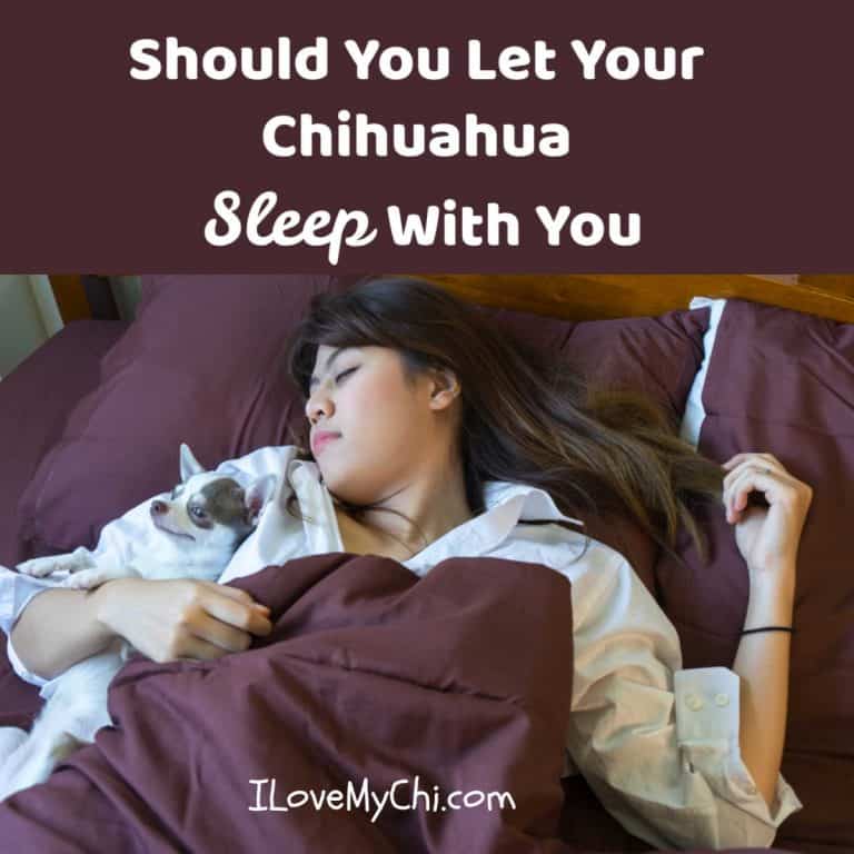 woman sleeping while holding chihuahua puppy