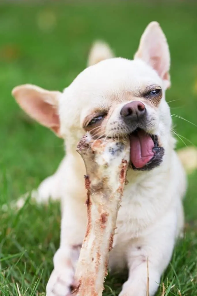 chihuahua chewing bone 