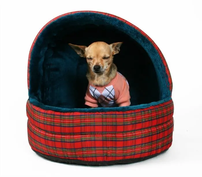 chihuahua in a plaid dog bed