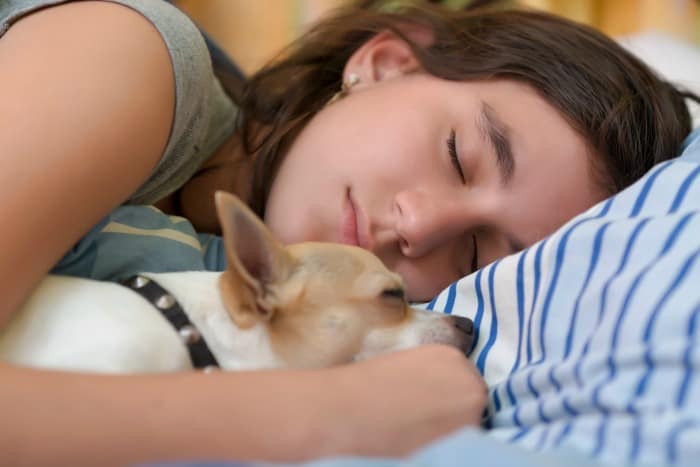 Chihuahua napping with young woman sleeping. 