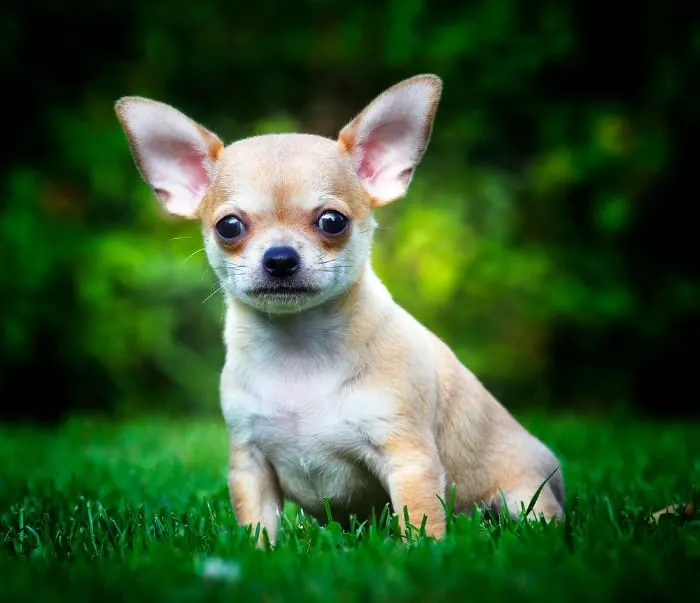 fawn chihuahua sitting in grass