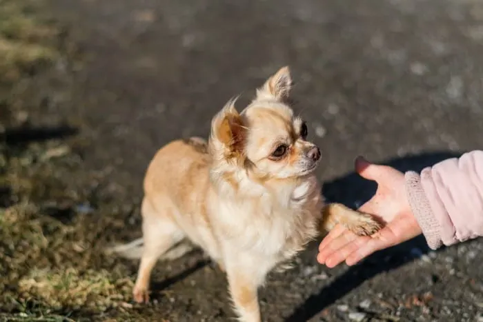 chihuahua shaking hands