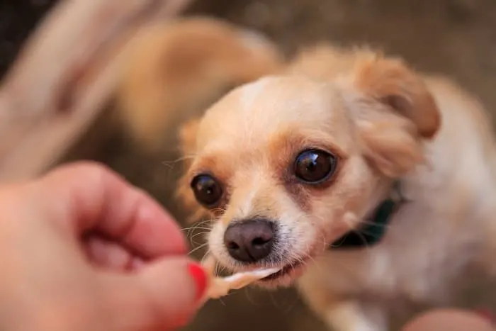 hand feeding a dog