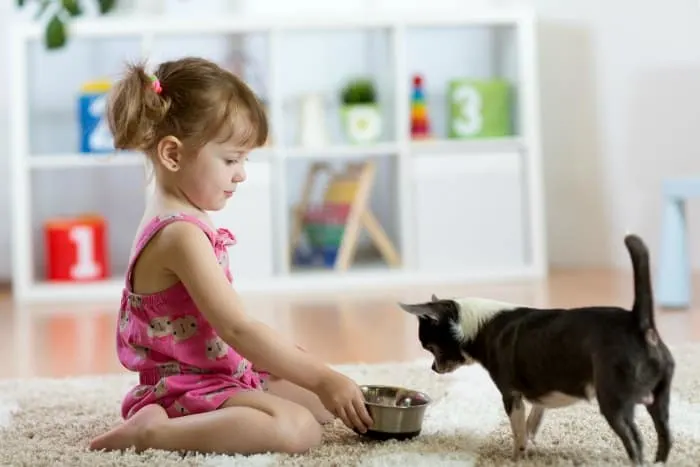 little girl feeding chihuahua