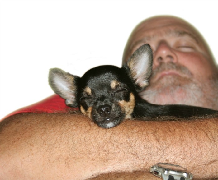 Man sleeping with chihuahua in his arms.