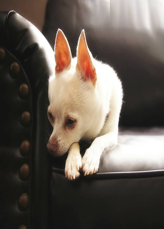 chihuahua doente deitado no sofá 