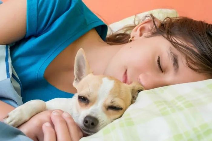 young woman and chihuahua sleeping in bed 
