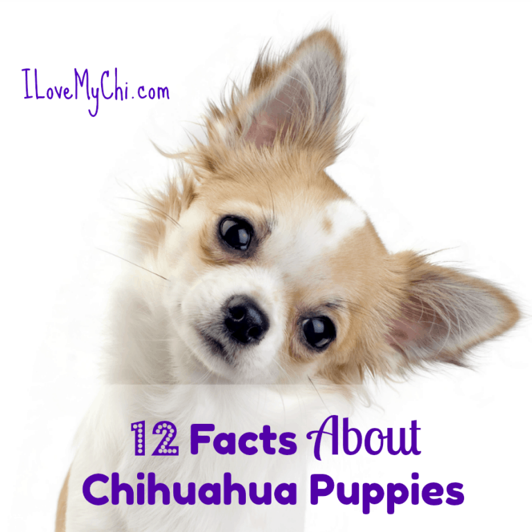 Chihuahua puppy tilting head.