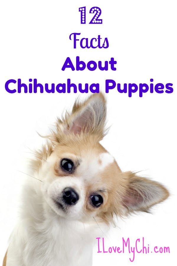 when can chihuahua puppies leave their mom