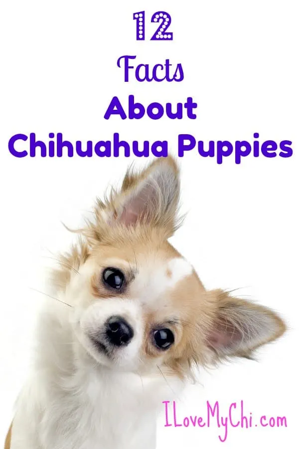 chihuahua puppy tilting head