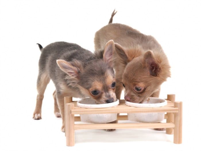 two chihuahua puppies eating