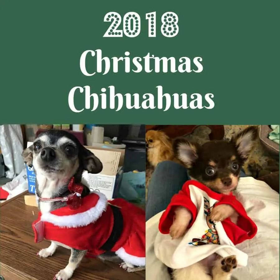 2 photos of chihuahuas in Christmas outfits