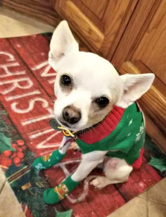 white chihuahua