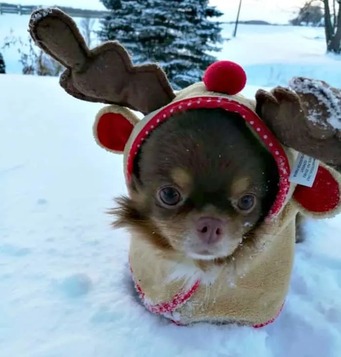 chihuahua in reindeer antlers