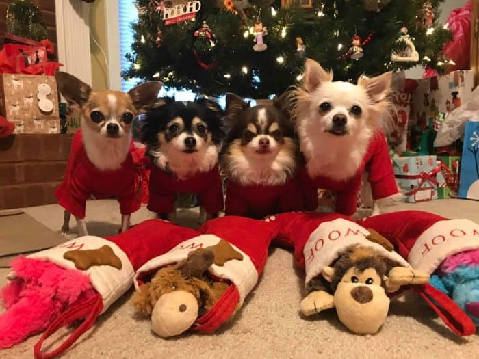 4 Christmas chihuahuas