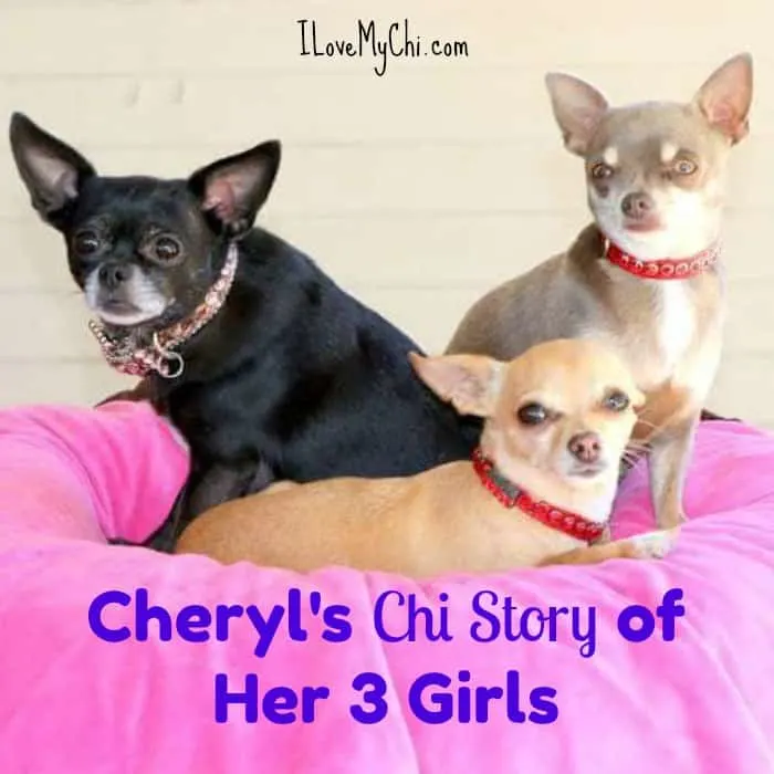 3 chihuahuas