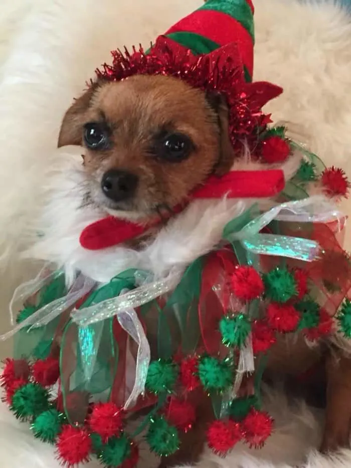 chihuahua in elf costume