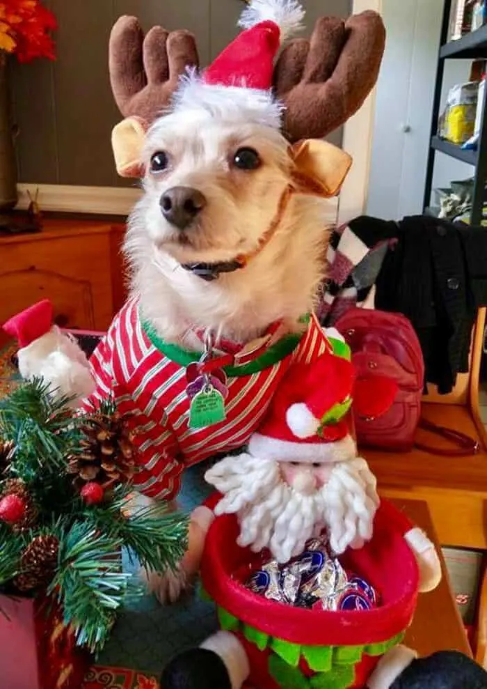 chihuahua in reindeer costume