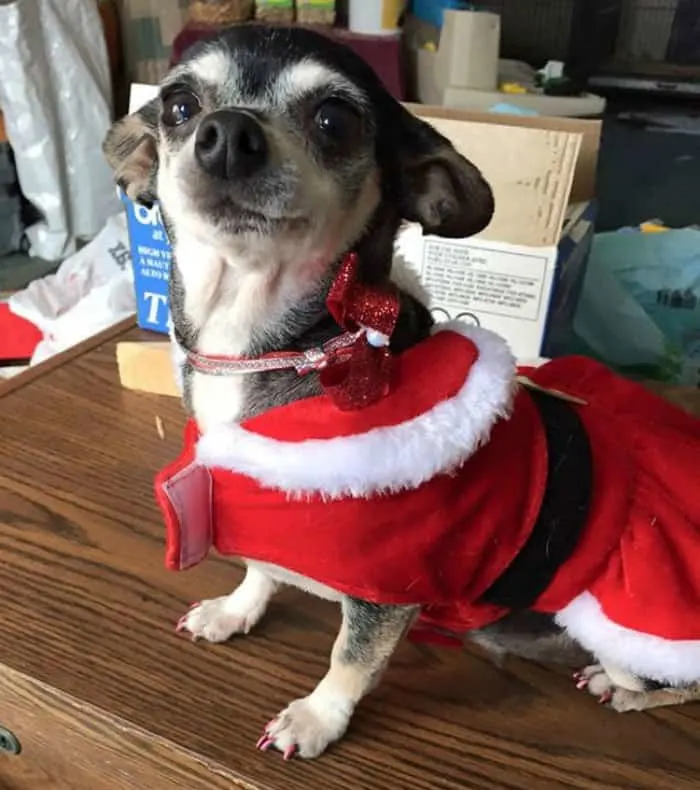 chihuahua in santa costume